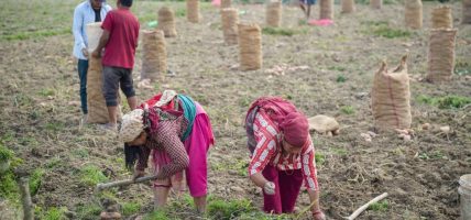 पाँचखालका किसानलाई आलु खन्ने चटारो, मूल्य नपाउँदा निराश