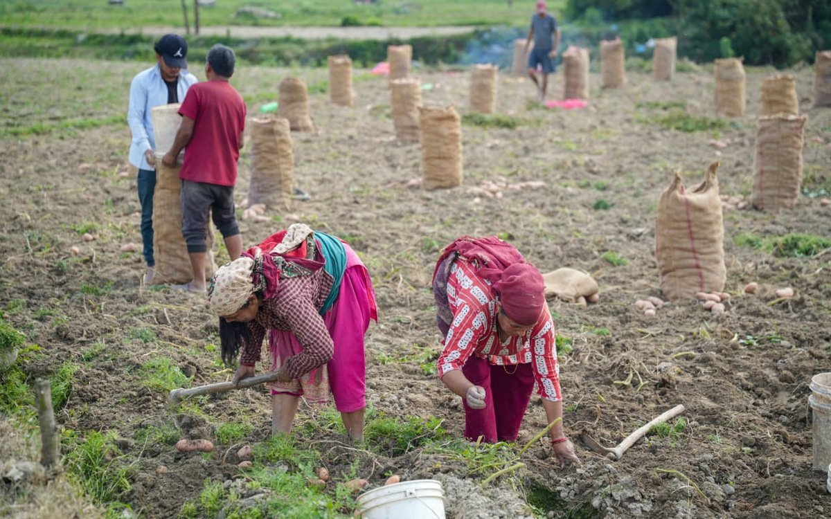 पाँचखालका किसानलाई आलु खन्ने चटारो, मूल्य नपाउँदा निराश