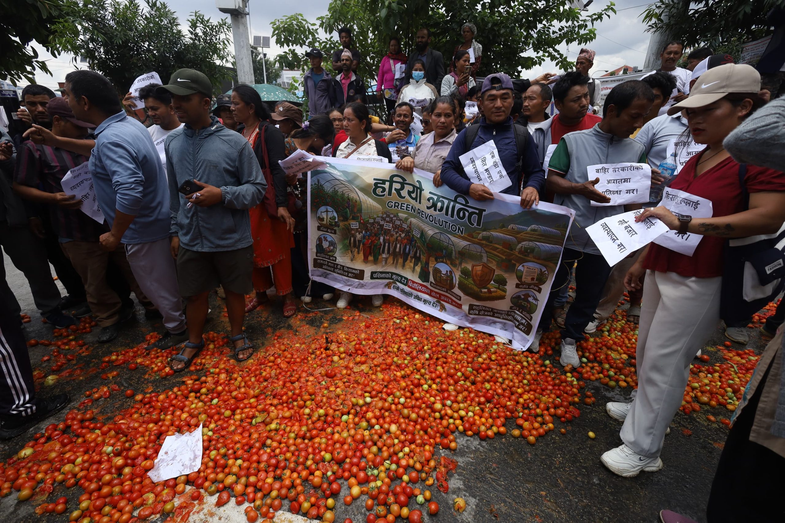 उचित मूल्य नपाएको भन्दै किसानले सडकमा फाले गोलभेँडा उचित मूल्य नपाएको भन्दै किसानले सडकमा फाले गोलभेँडा